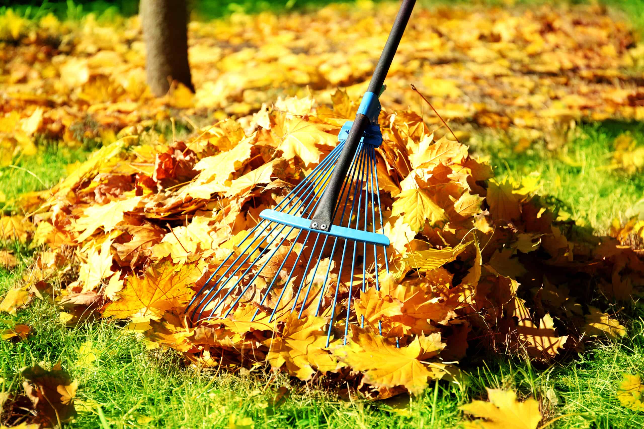 Giant pile of leaves with rake adding more