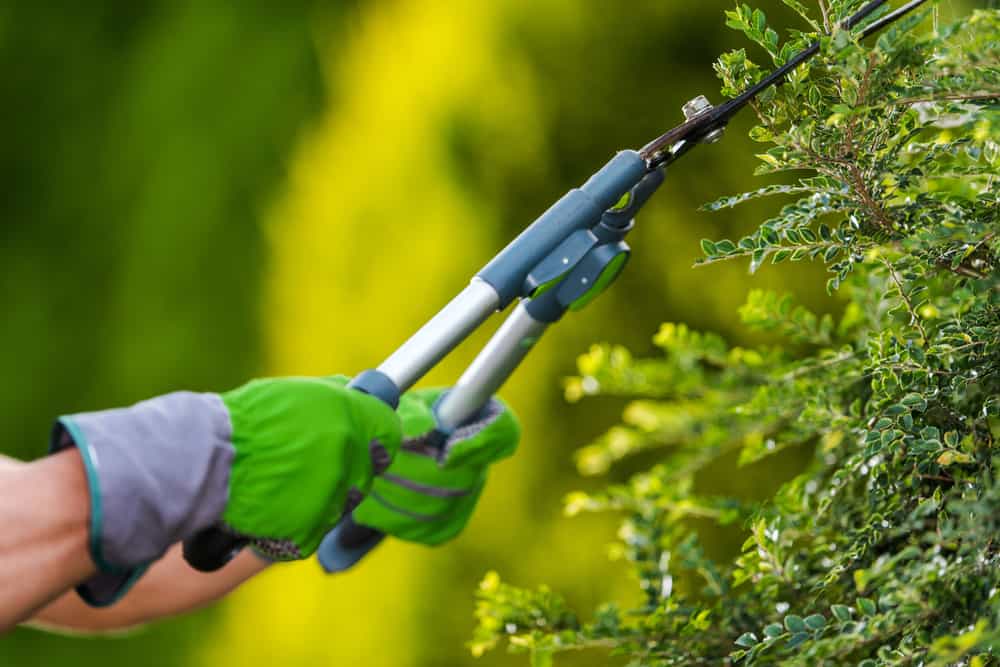 Close-up of worker hand trimming shrubs