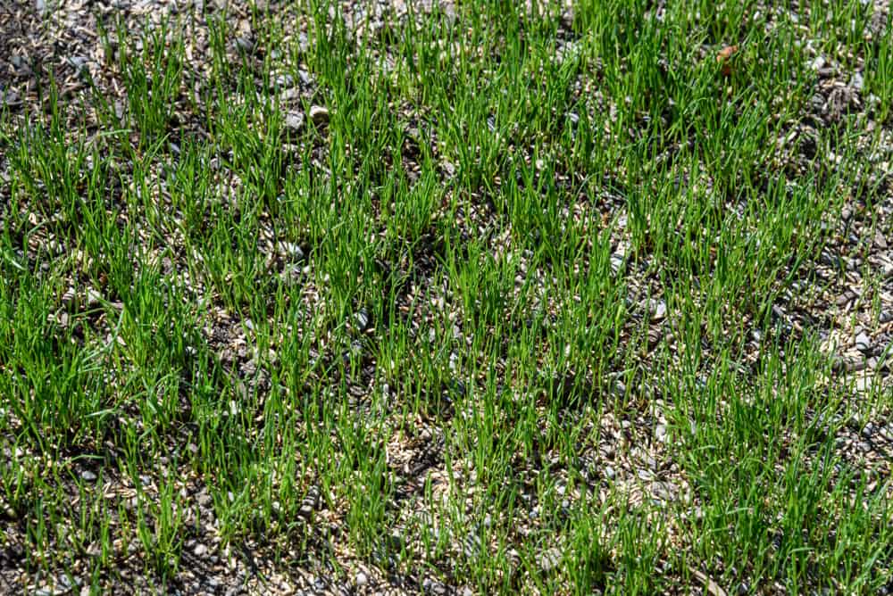 Keep your Pennsylvania lawn thriving through overseeding. Get insights on lawn care and more in this guide.
